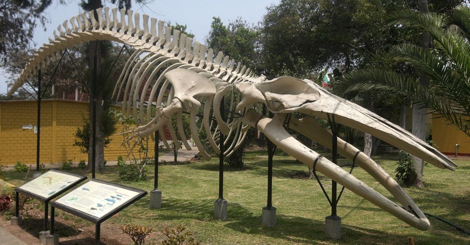 Dinosaurios en el Museo de Historia Natural de UNMSM